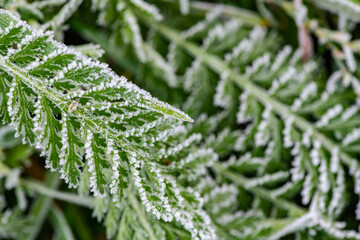 Autumn winter color leaf frost cold nature macro water science