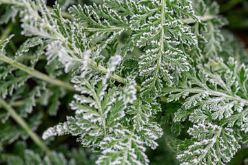 Autumn winter color leaf frost cold nature macro water science