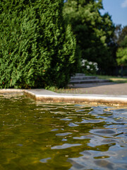 Pond in the Park among the trees