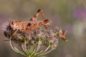 Wanderheuschrecke (Locusta migratoria) auf einer Distel, Rumänien