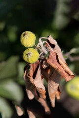 Bacterial burn of fruit trees is caused by pathogenic fungi and bacteria.