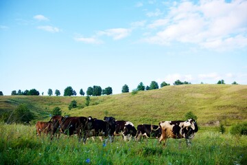 Beautiful cows on a green meadow