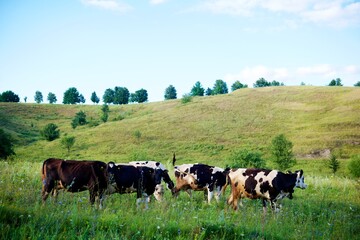 Beautiful cows on a green meadow