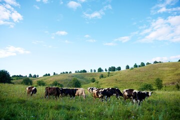 Beautiful cows on a green meadow