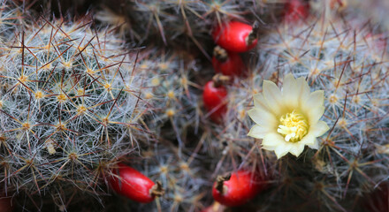 Texas nipple cactus, mammillaria prolifera with flower and berries