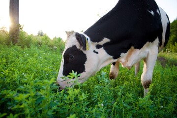 Beautiful cows on a green meadow