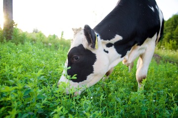 Beautiful cows on a green meadow