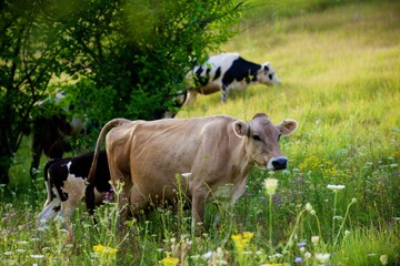 Beautiful cows on a green meadow