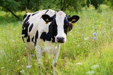 Beautiful cows on a green meadow