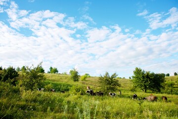 Cows on a beautiful green meadow 
