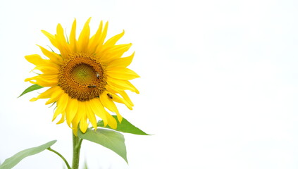 Blühende Sonnenblumen isoliert vor hellen Hintergrund