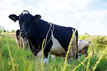 Cows on a beautiful green meadow 
