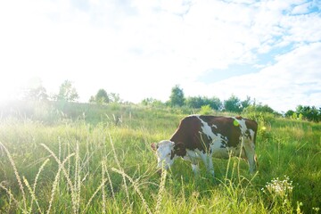 Cows on a beautiful green meadow   © abramovphoto