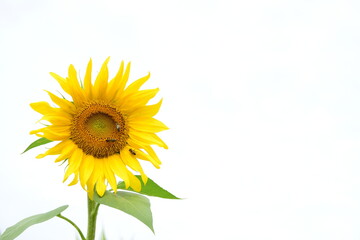 	
Sonnenblume vor weißen Hintergrund - isoliert und freigestellt	
