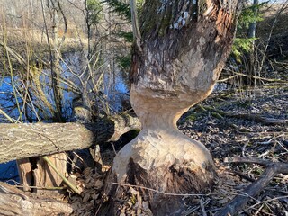 the tree is eaten by beavers, beavers damaged the tree to block the brook