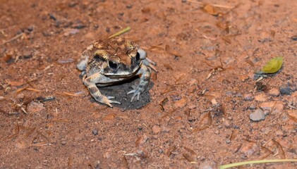 frog in the sand