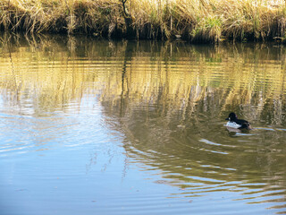 A male goldeneye swimming on a pond.