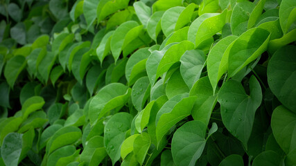 Green leaves background of heart shape leaf for  background in concept nature tropical.