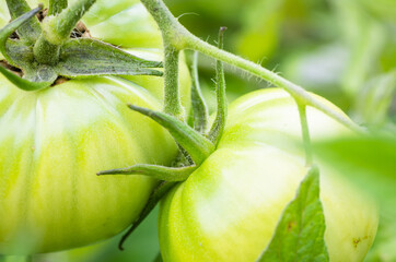 Green tomatoes on vine