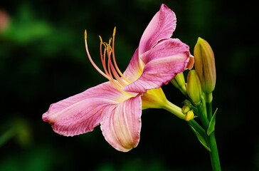 Lily flower and bud
