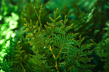 Abstract green thuja texture. Nature background. Top view.