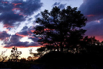 Obraz na płótnie Canvas Pine tree against sunset