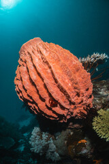 Fototapeta premium Colorful coral formations in crystal clear blue water