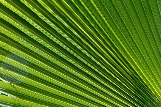 a close up image of a palm leaf pattern in the morning sun