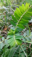 close up of fern leaf