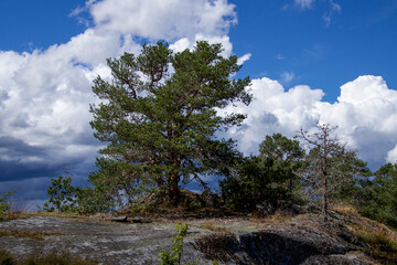 pine tree on the hill 