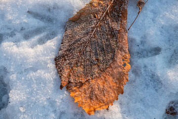 Autumn winter color leaf frost cold nature macro water science