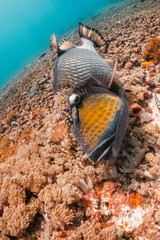 Titan triggerfish, underwater among colorful coral reef