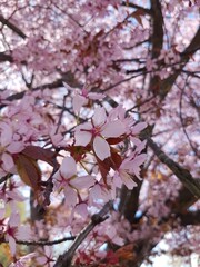 Close-up of pink blooming cherry flowers.