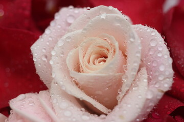 close up of a rose