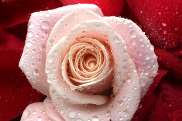 pink rose with water drops