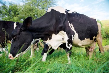 Obraz na płótnie Canvas Cows on a beautiful green meadow 