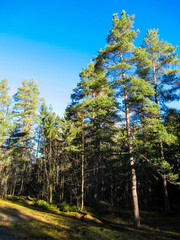 Pines in a forest with bright blue sky on the background.