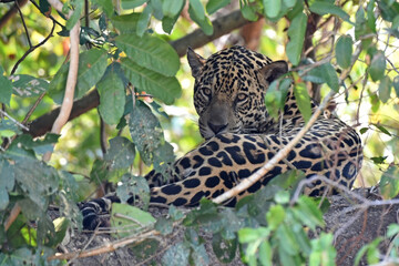 Jaguar hiding in brush close to the banks of the Cuiaba River in the Pantanal, Brazil