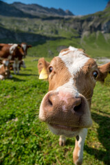 Fototapeta na wymiar close-up of a funny cow on Alp Hohkien in Kiental, Berner Oberland