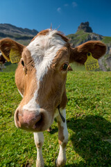 close-up of a funny cow on Alp Hohkien in Kiental, Berner Oberland