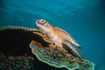 Turtle swimming underwater among colorful coral reef