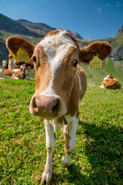 close-up of a funny cow on Alp Hohkien in Kiental, Berner Oberland