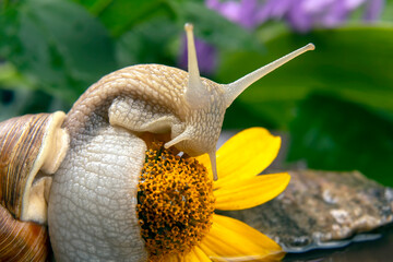Helix pomatia. snail is actively crawling in nature. mollusc and invertebrate. delicacy meat and gourmet food.