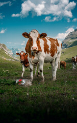 Fototapeta na wymiar swiss cows in Soustal, Berner Oberland