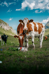 Fototapeta na wymiar swiss cows in Soustal, Berner Oberland