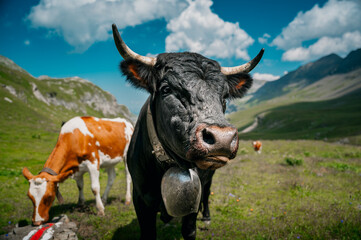 close-up of a black Eringer or Herens cow with horns in Soustal, Berner Oberland