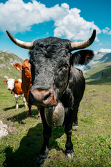 close-up of a black Eringer or Herens cow with horns in Soustal, Berner Oberland