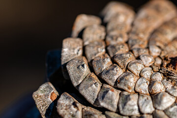 a close up image of the spiral pattern of a pine cone 
