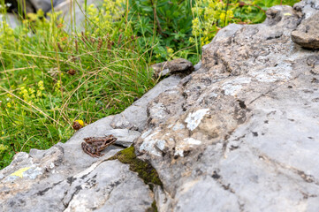 alpine frog in Soustal, Berner Oberland