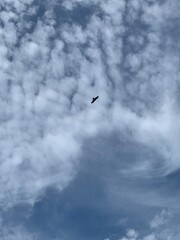 seagull in flight